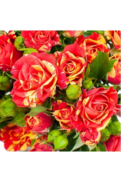 Троянда біколор Фаєр Флеш - яскраво-червоні бутони з жовтими нерівномірними штрихами